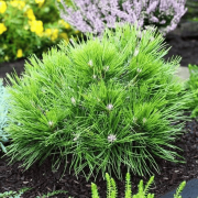 Кипарисовик туполистий 'Melody'